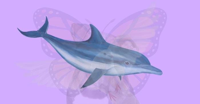 delfin, ce animal sunt, test, test optic